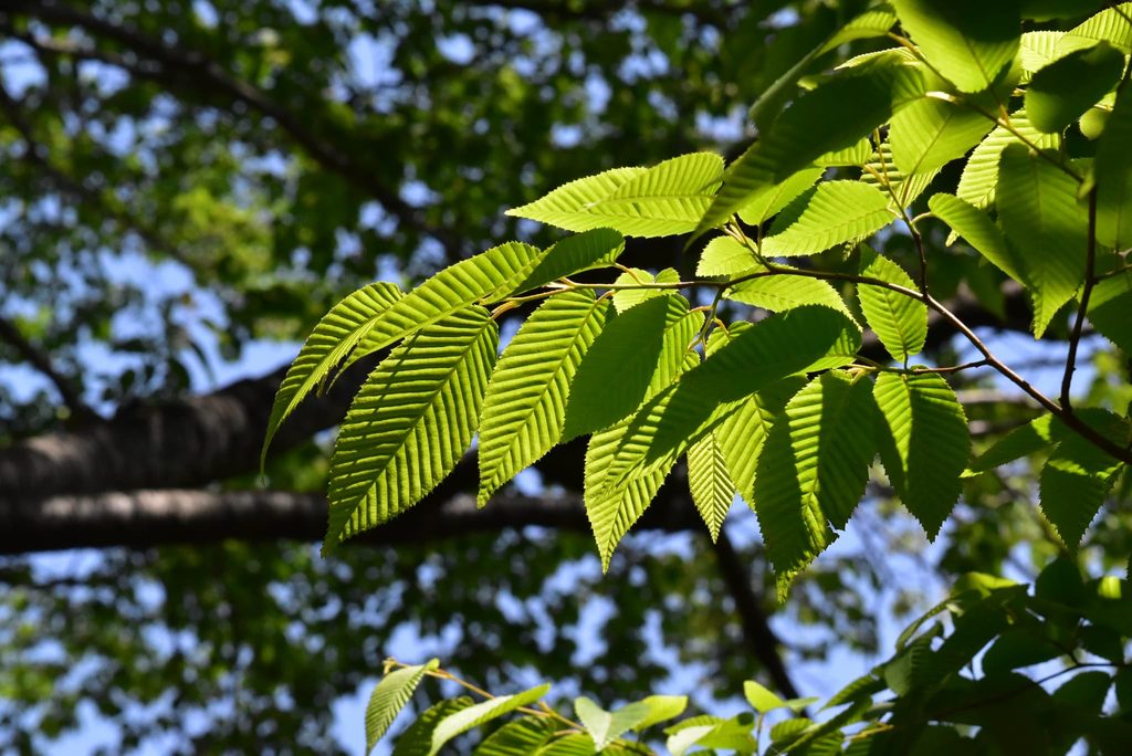 Japanese-Hornbeam-Carpinus-japonica