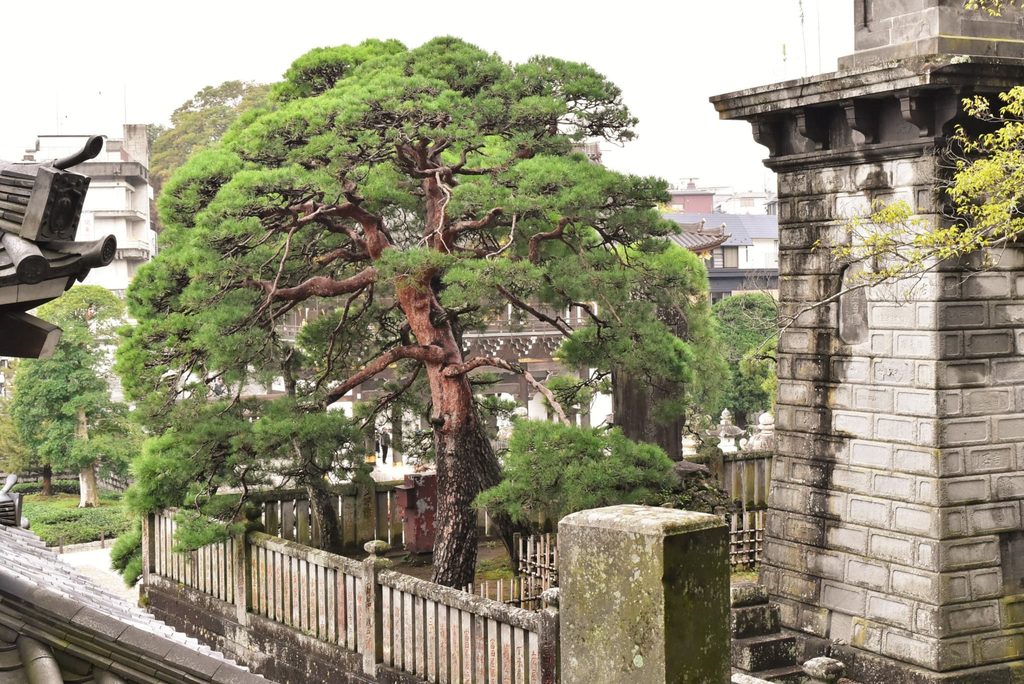 Japanese-Red-Pine-Pinus-densiflora