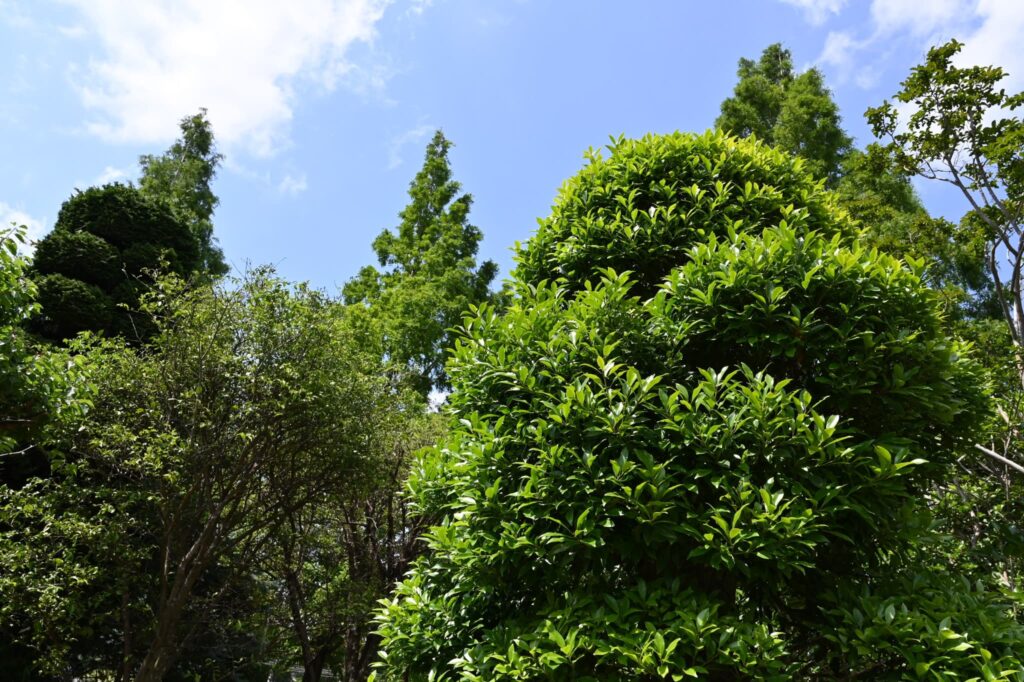 Mochi-Tree-Ilex-integra