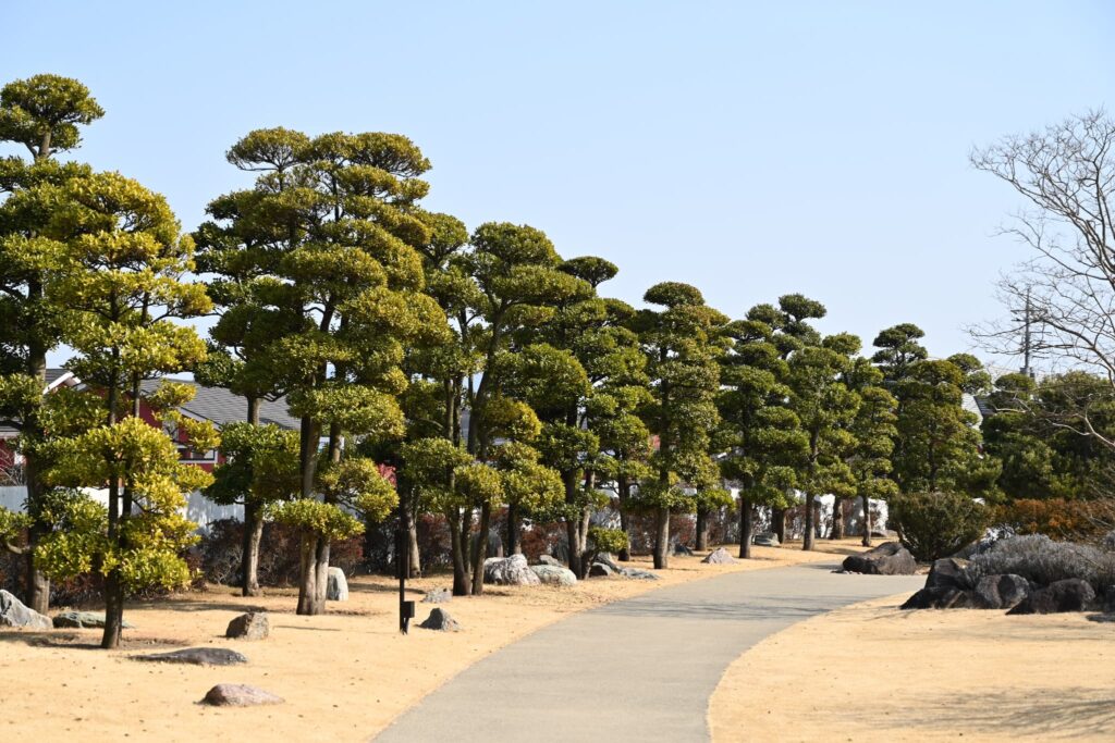 Mochi-Tree-Ilex-integra