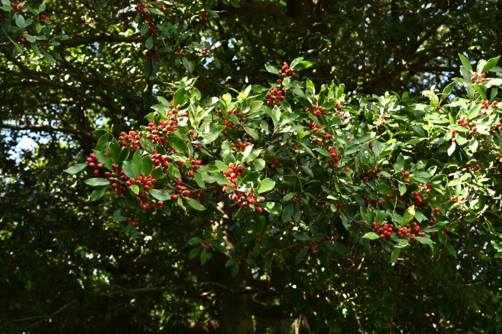 Mochi-Tree-Ilex-integra