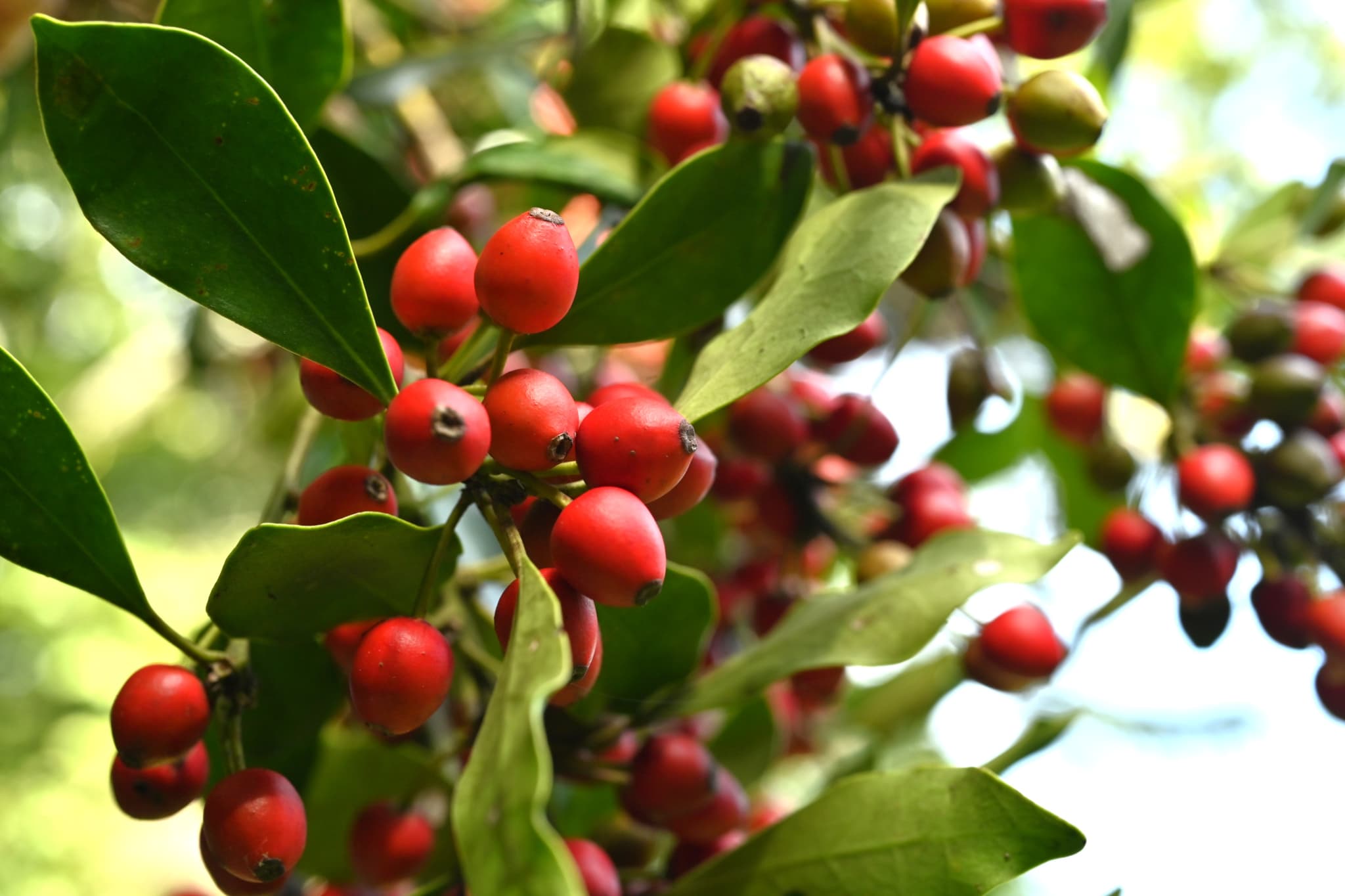 Mochi Tree