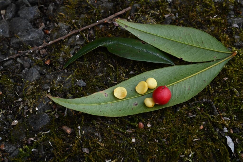 Heavenly-Bamboo-Nandina