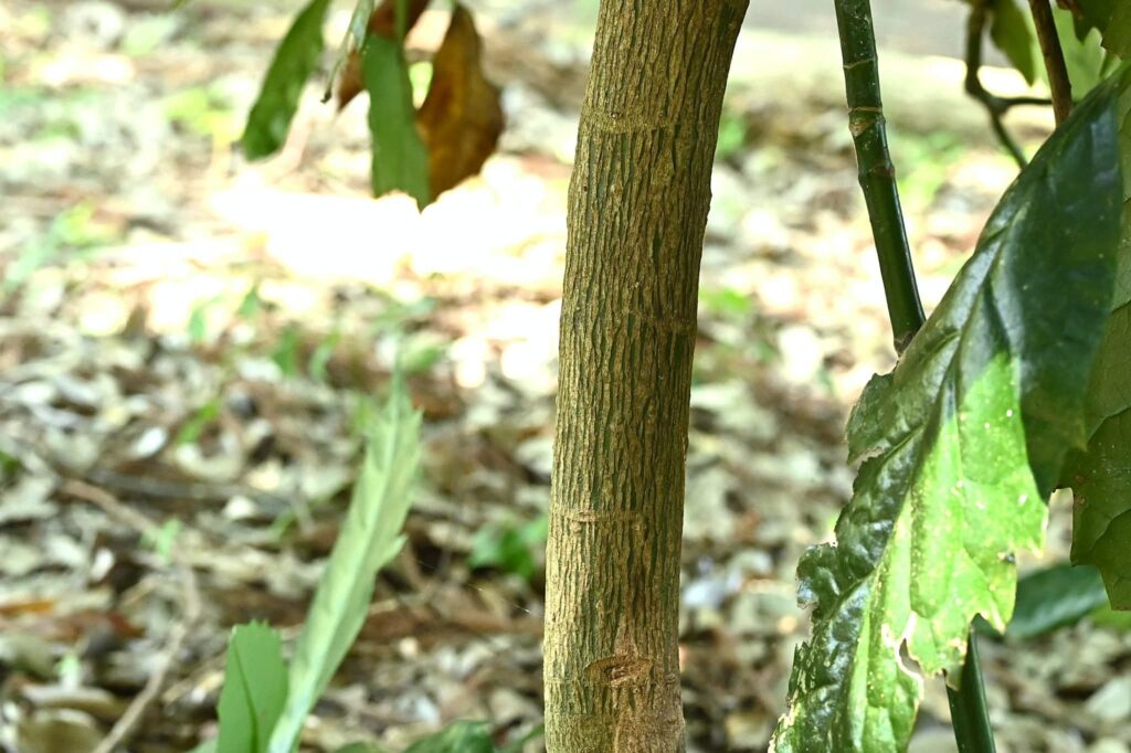 Japanese-Aucuba-Aucuba-japonica