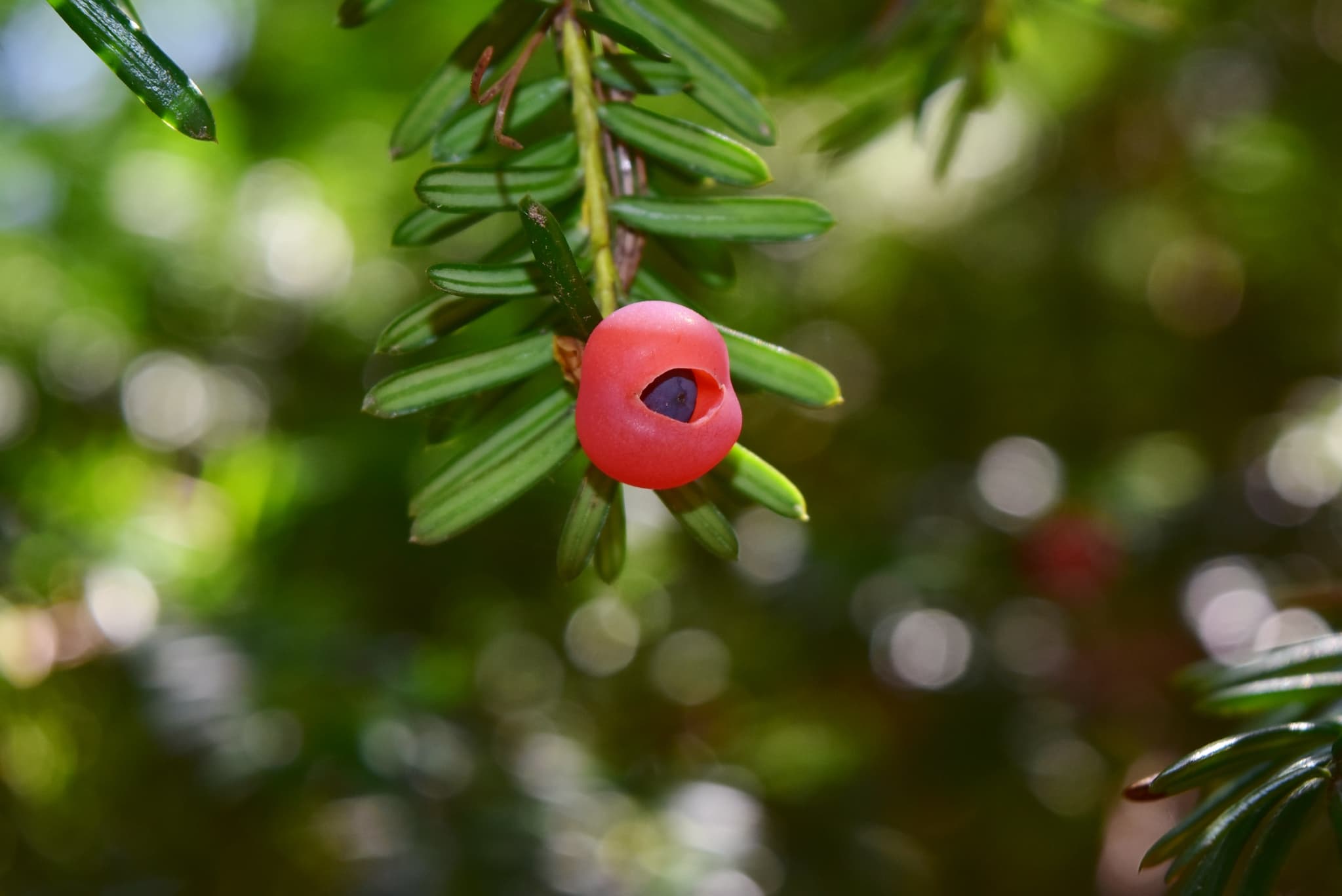 Japanese Yew