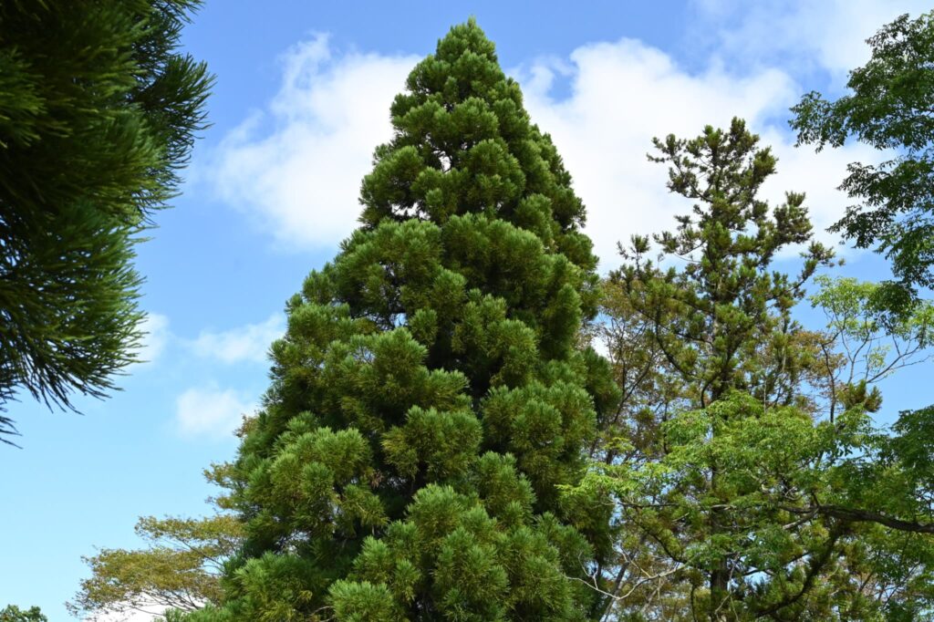 Japanese-Cedar-Cryptomeria-japonica