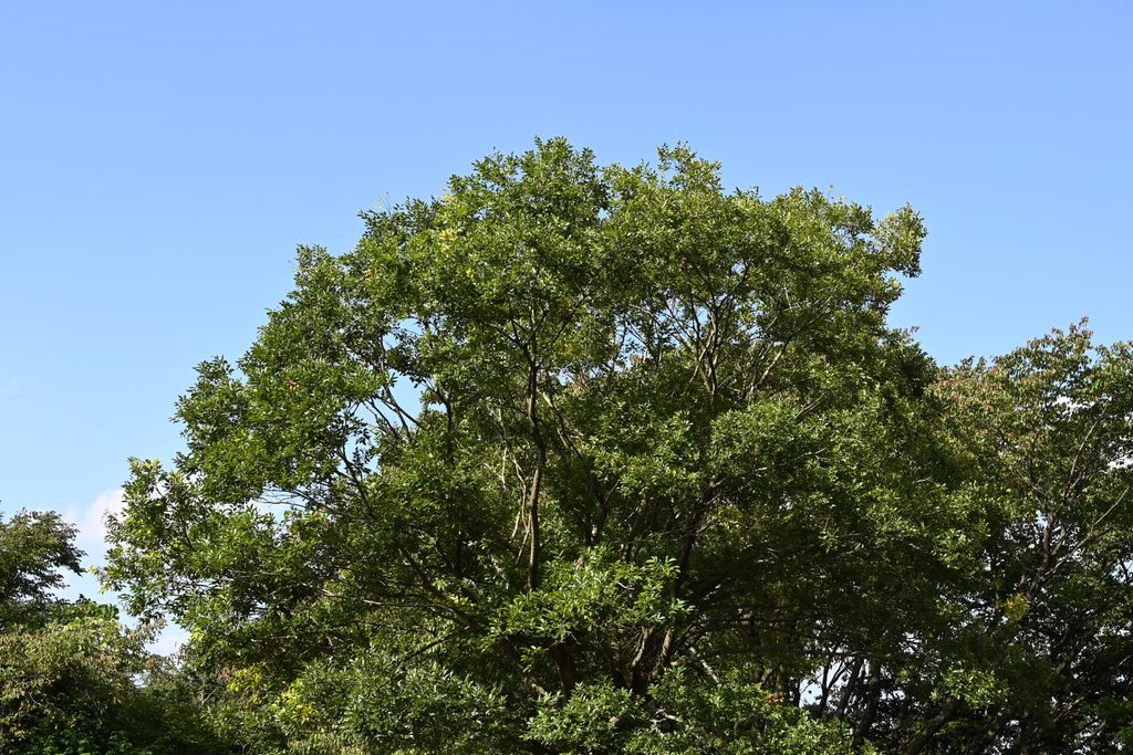 Japanese-Hackberry-Celtis-sinensis