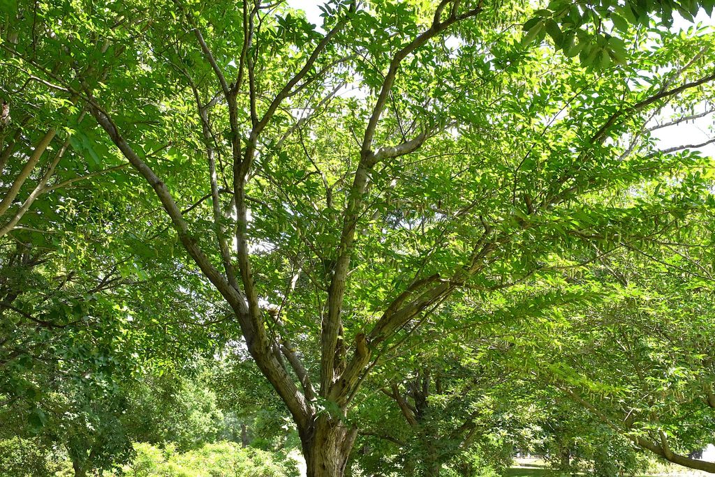 Japanese-Hornbeam-Carpinus-japonica