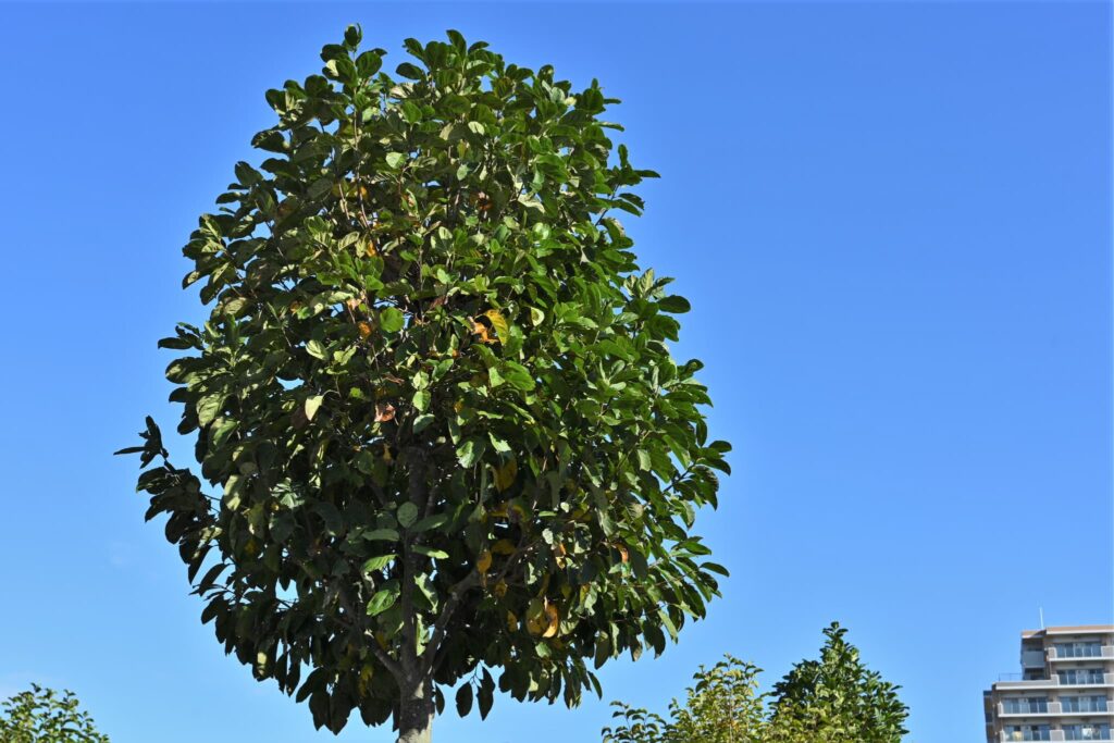 Japanese-Magnolia-Magnolia-kobus