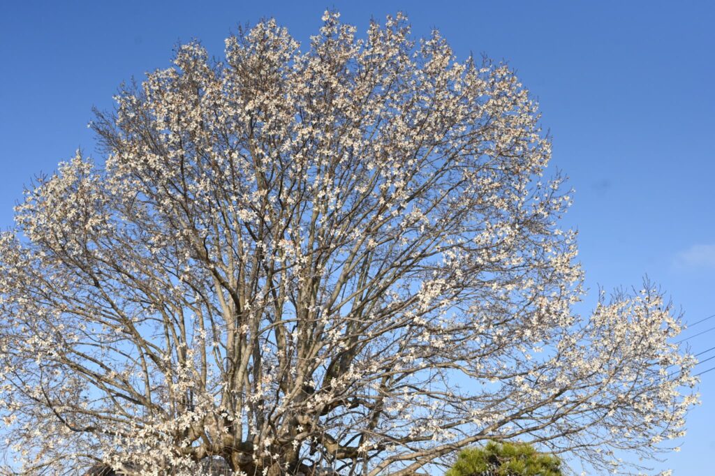 Japanese-Magnolia-Magnolia-kobus