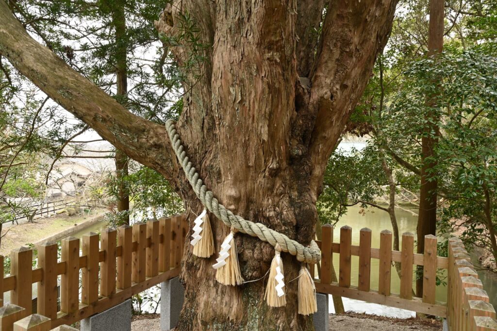 Buddhist-Pine-Podocarpus-macrophyllus