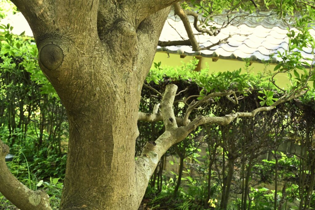 Mochi-Tree-Ilex-integra