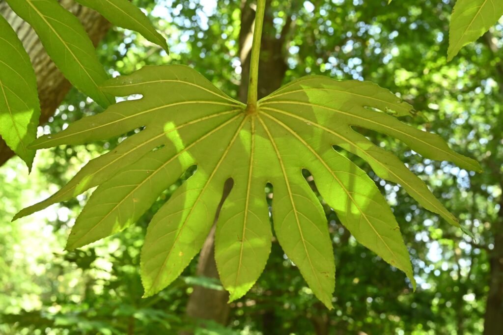 Japanese-Aralia-Fatsia-japonica