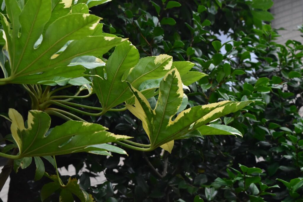 Japanese-Aralia-Fatsia-japonica