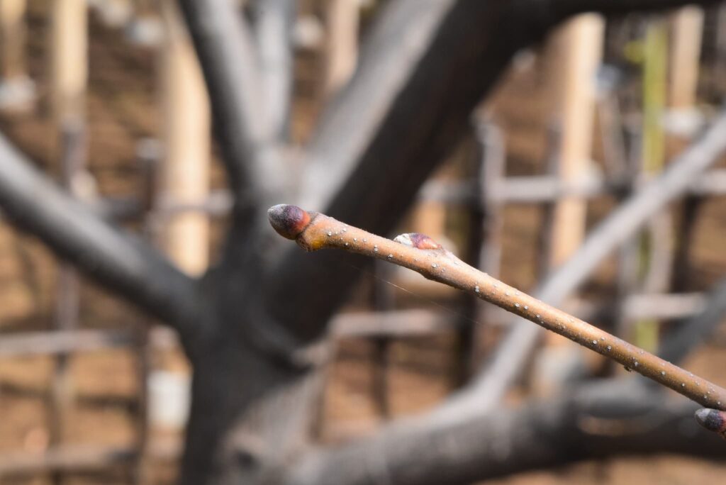 Japanese-Chestnut-Castanea-crenata