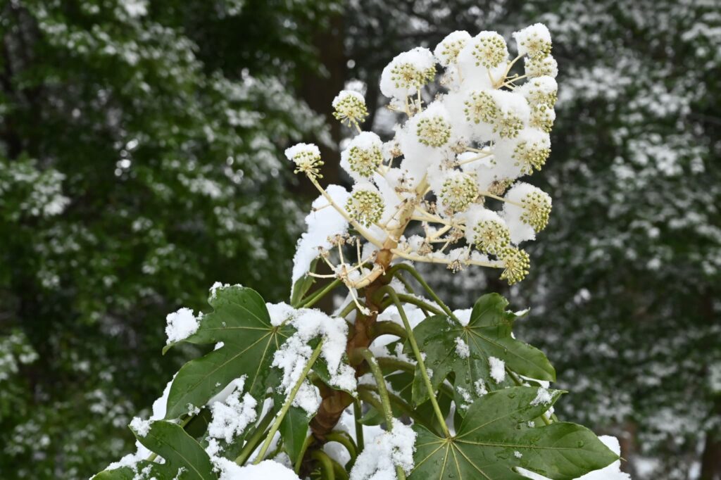 Japanese-Aralia-Fatsia-japonica