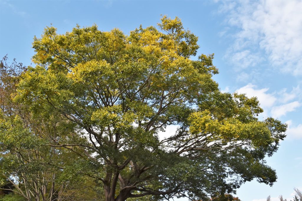 Japanese-Hackberry-Celtis-sinensis