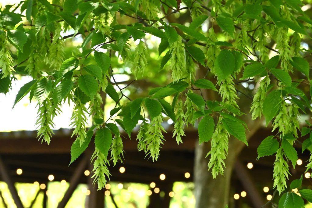 Japanese-Hornbeam-Carpinus-japonica
