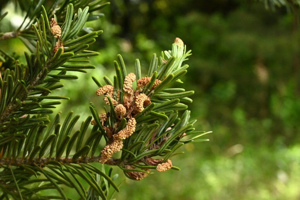 Japanese-Fir-Abies-firma