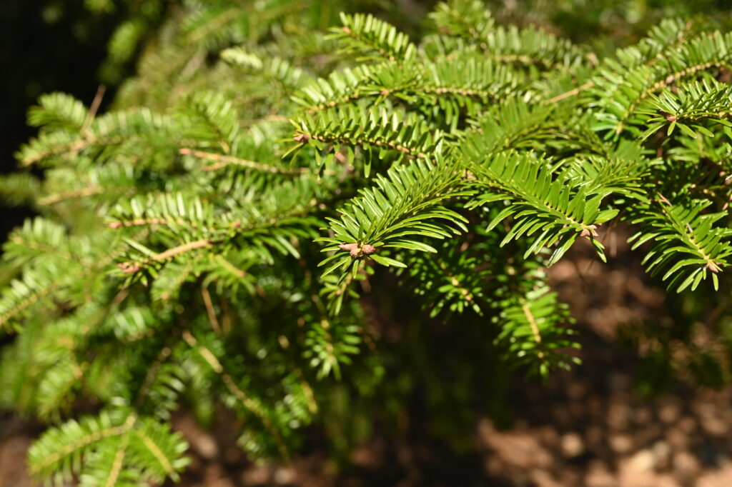 Japanese-Fir-Abies-firma