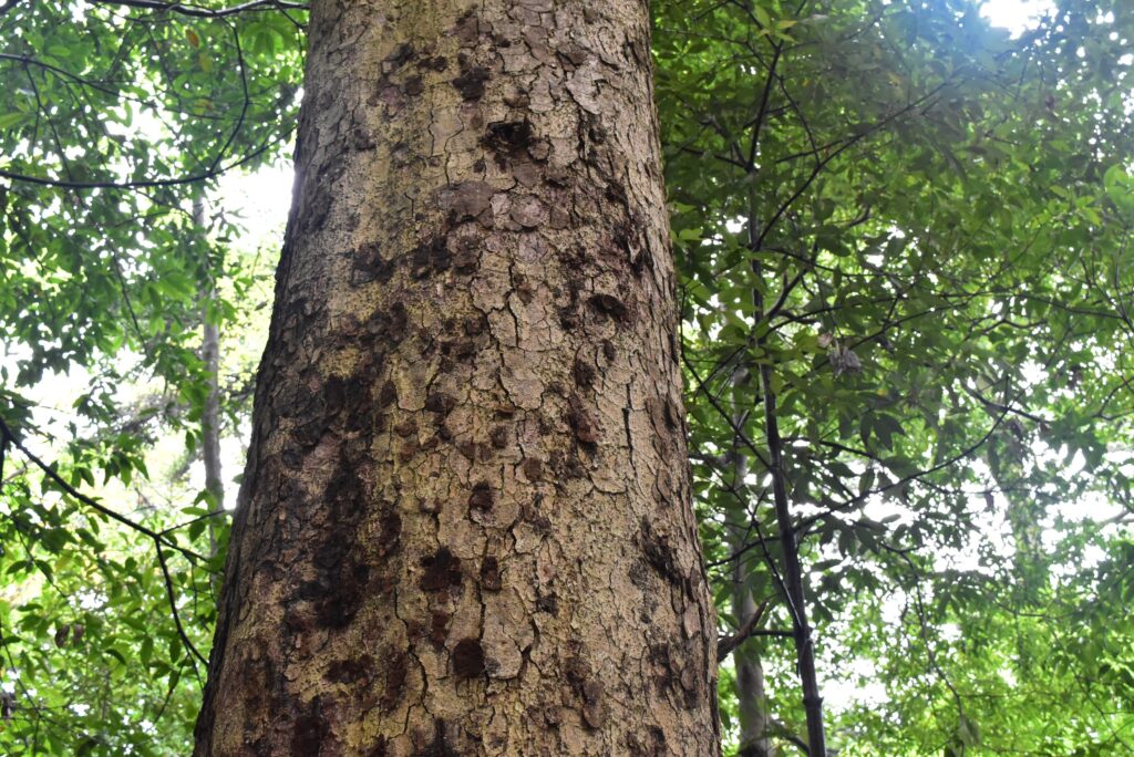 Japanese-Fir-Abies-firma