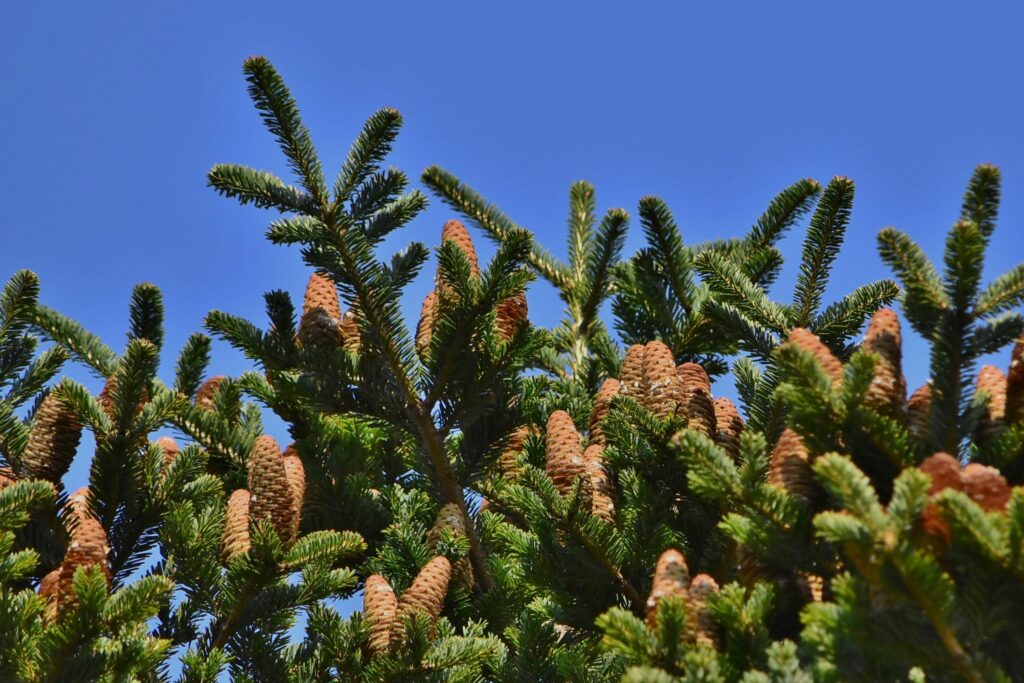 Japanese-Fir-Abies-firma