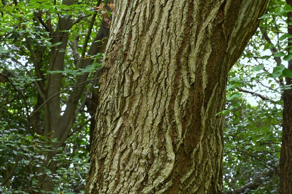 Mizunara Oak vs. Konara Oak