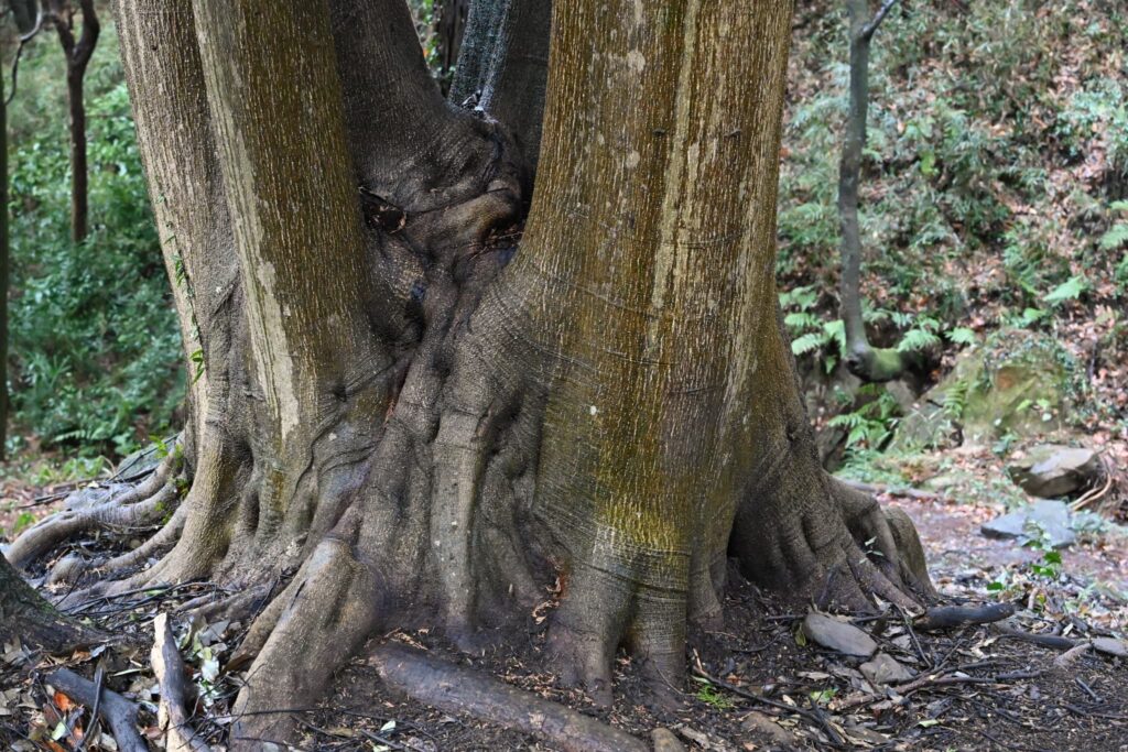 Japanese-white-oak-Quercus-myrsinifolia