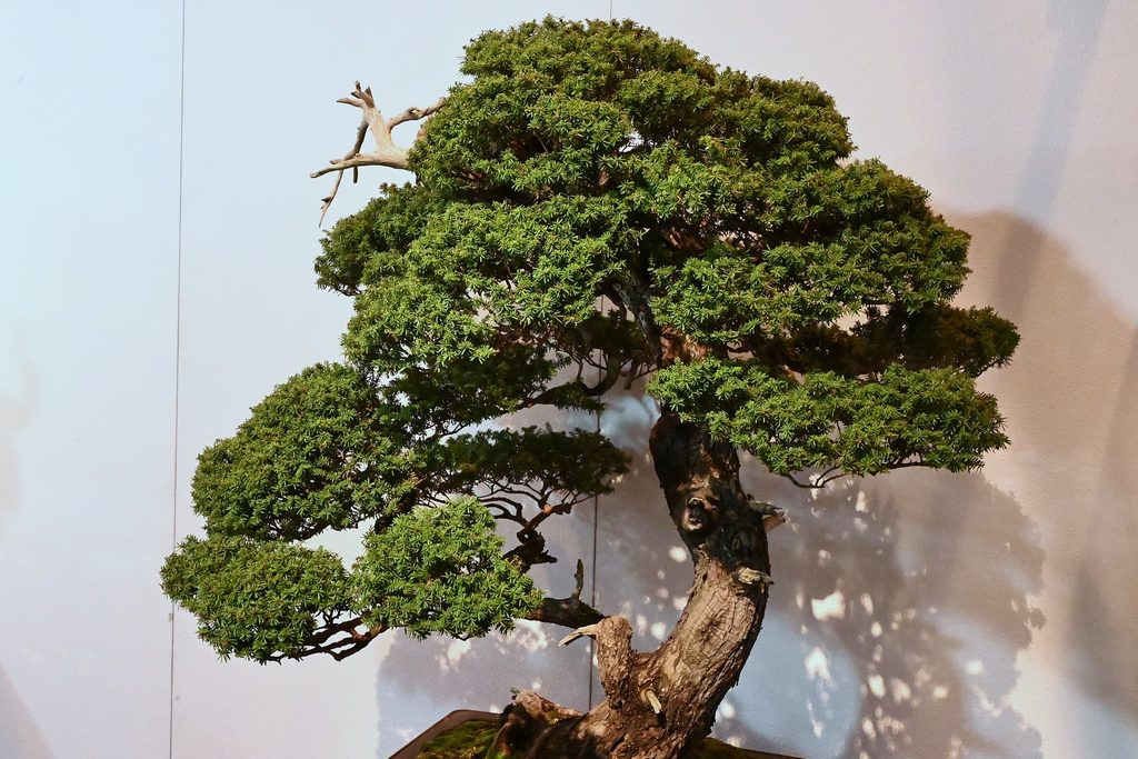 Bonsai-Northern-Japanese-Hemlock-Tsuga-diversifolia