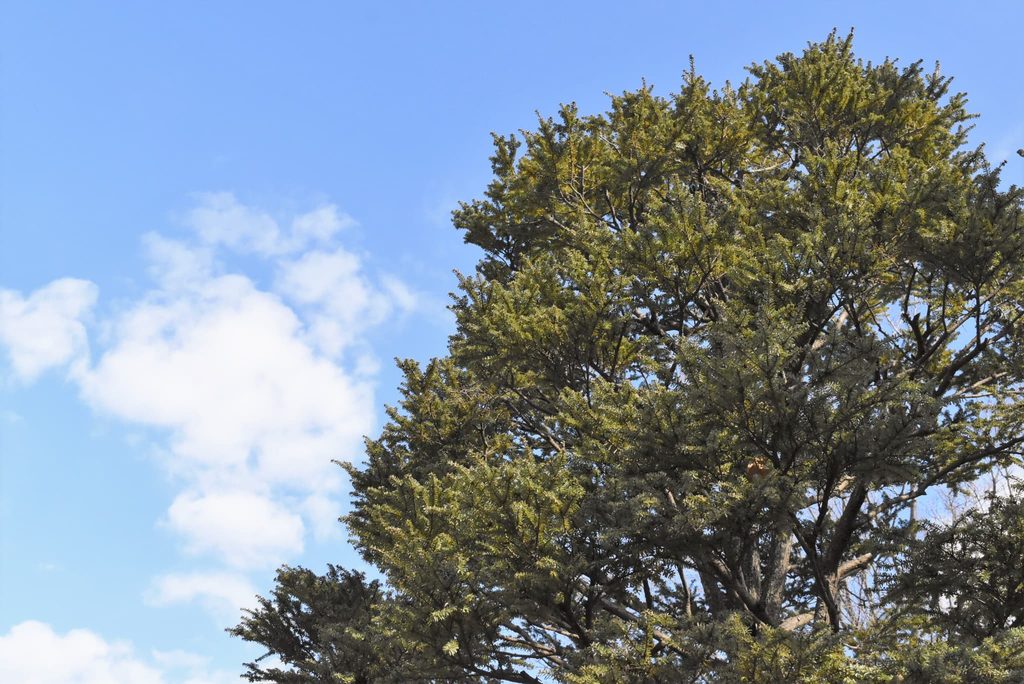 Northern-Japanese-Hemlock-Tsuga-diversifolia