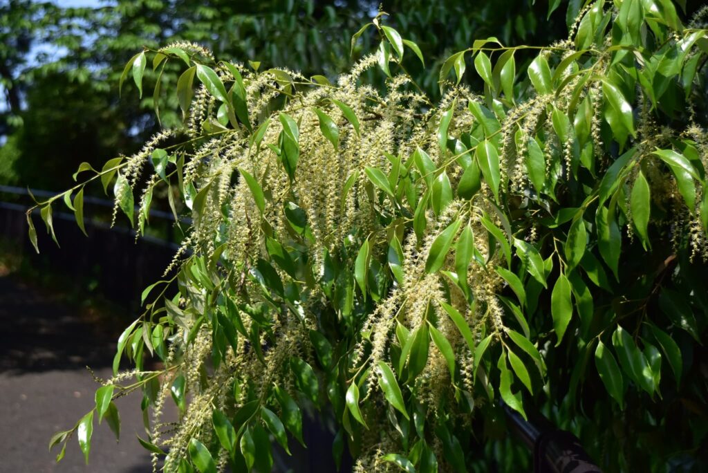 Japanese-white-oak-Quercus-myrsinifolia