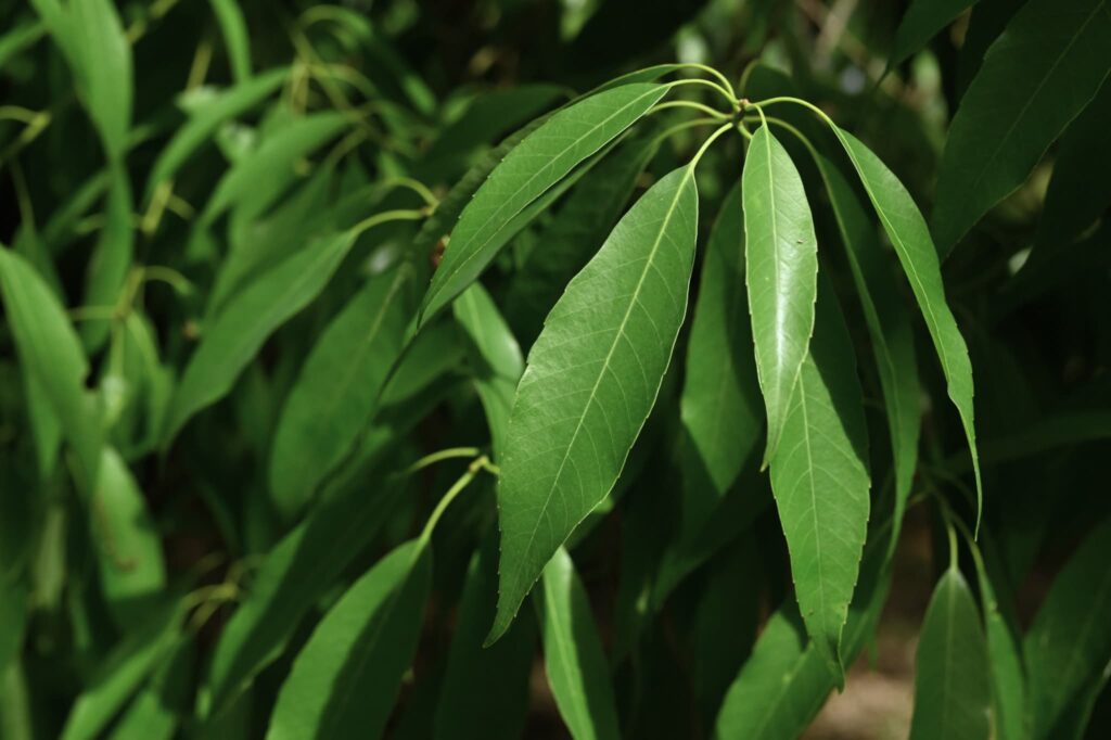 Japanese-white-oak-Quercus-myrsinifolia