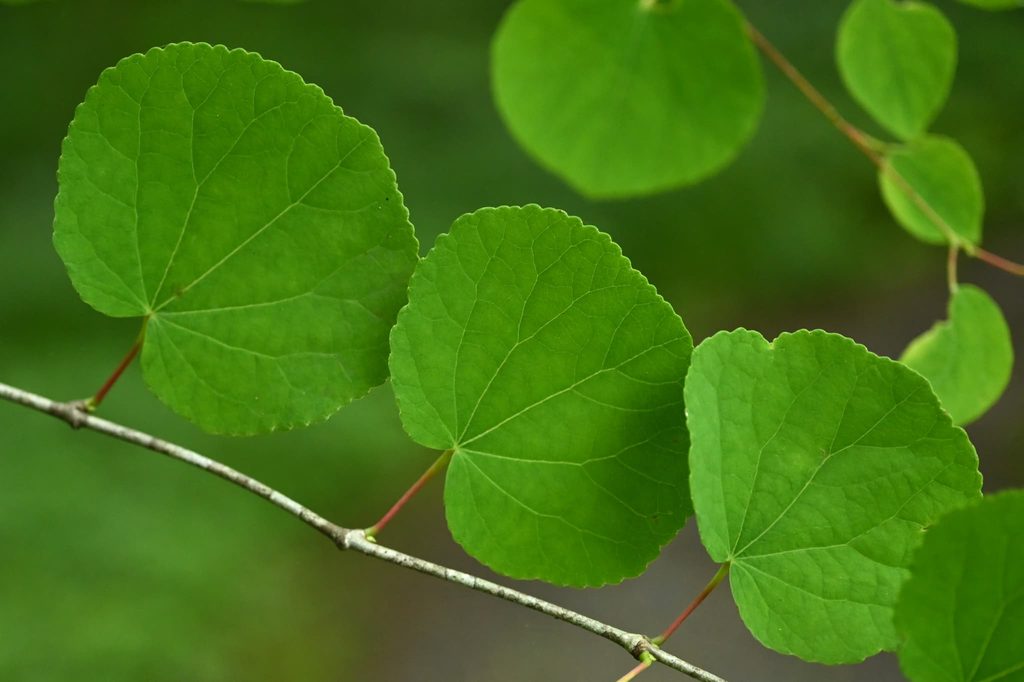 Katsura-Tree-Cercidiphyllum-japonicum