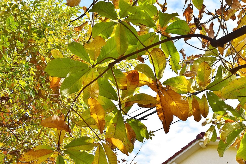 Japanese-Bigleaf-Magnolia-Hoonoki-Magnolia-obovata