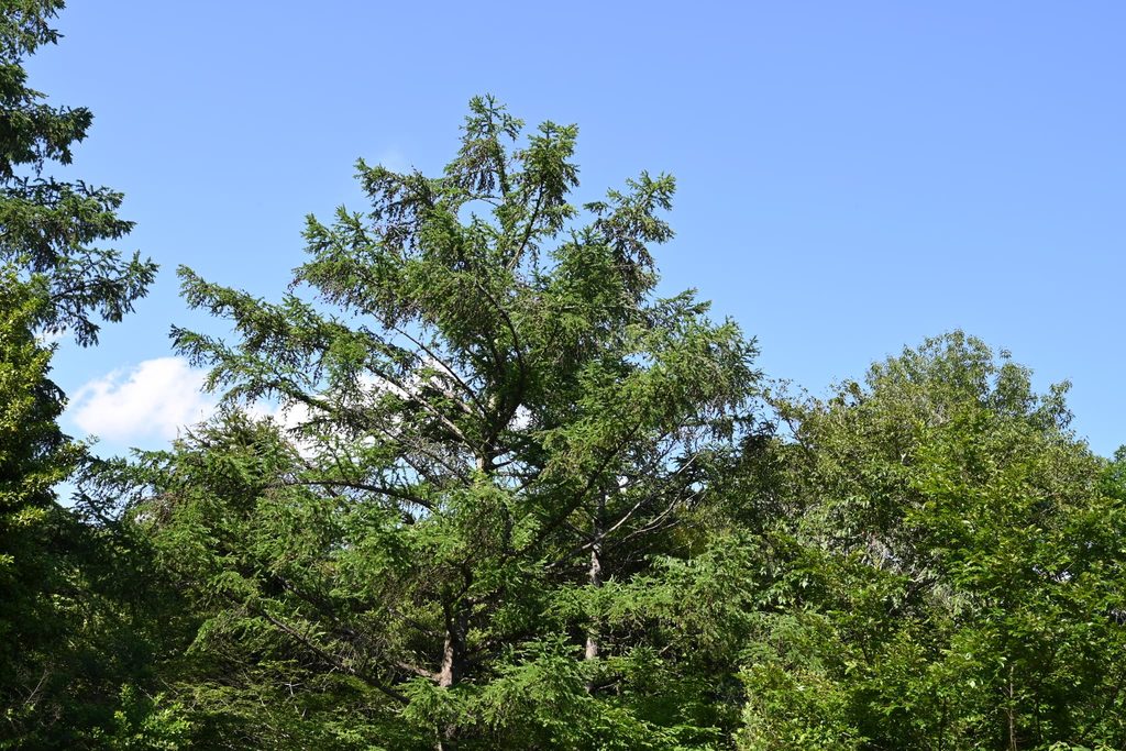 Japanese-Larch-Larix-kaempferi