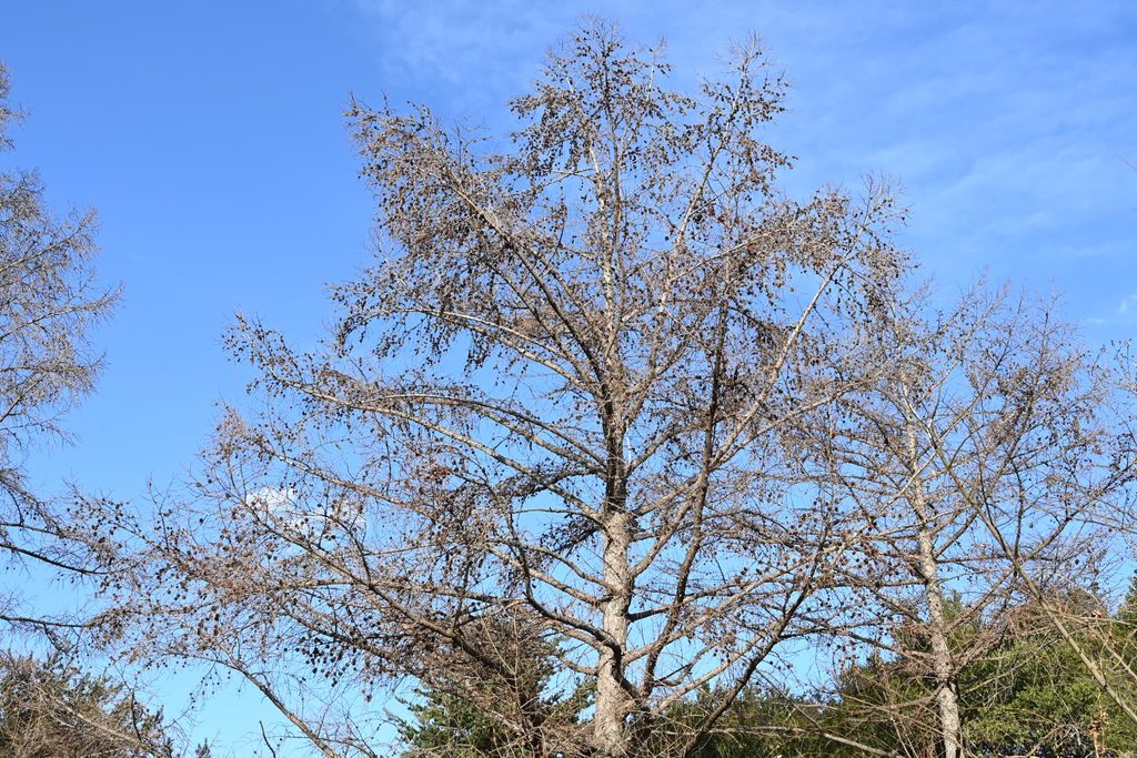 Japanese-Larch-Larix-kaempferi