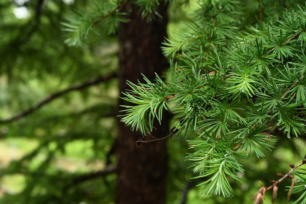 Japanese-Larch-Larix-kaempferi