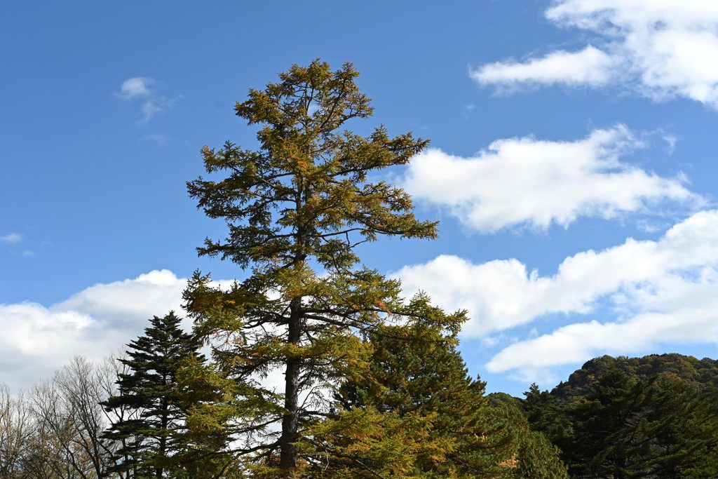 Japanese-Larch-Larix-kaempferi