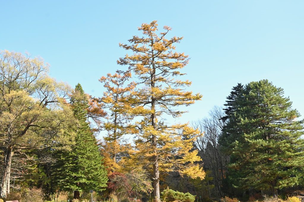 Japanese-Larch-Larix-kaempferi