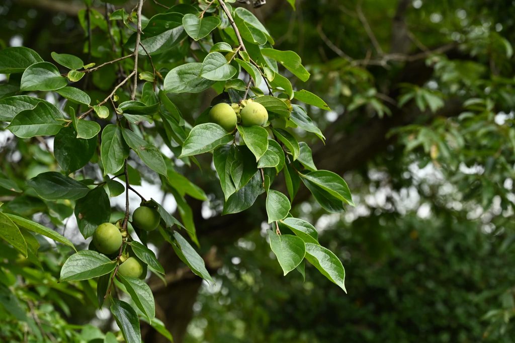 Japanese-Persimmon-Diospyros-kaki