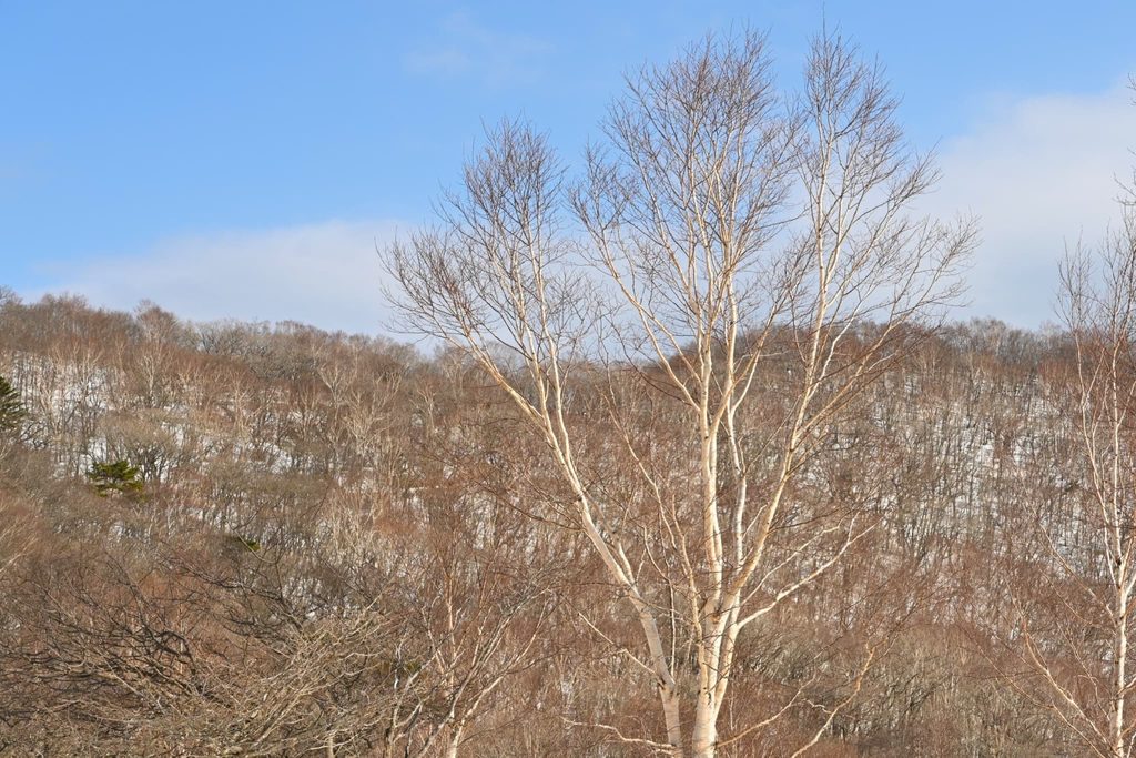 Japanese-White-Birch-Betula-platyphylla-var-japonica