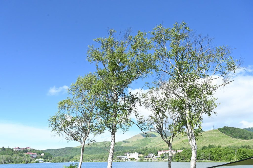 Japanese-White-Birch-Betula-platyphylla-var-japonica