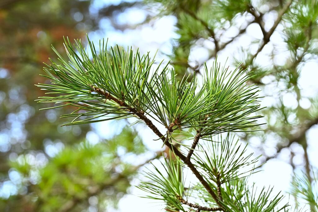 Japanese-White-Pine-Pinus-parviflora