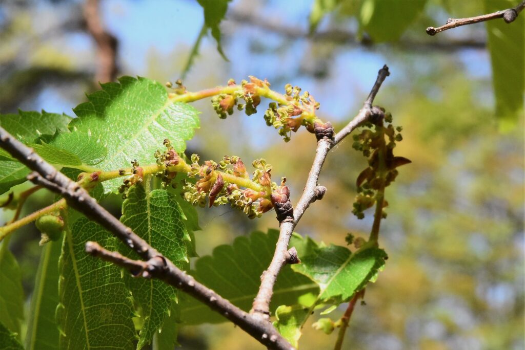 Japanese-Zelkova-Zelkova-serrata