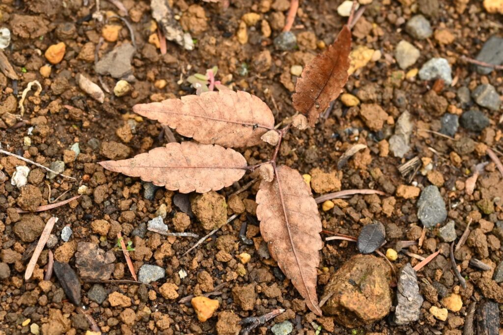 Japanese-Zelkova-Zelkova-serrata