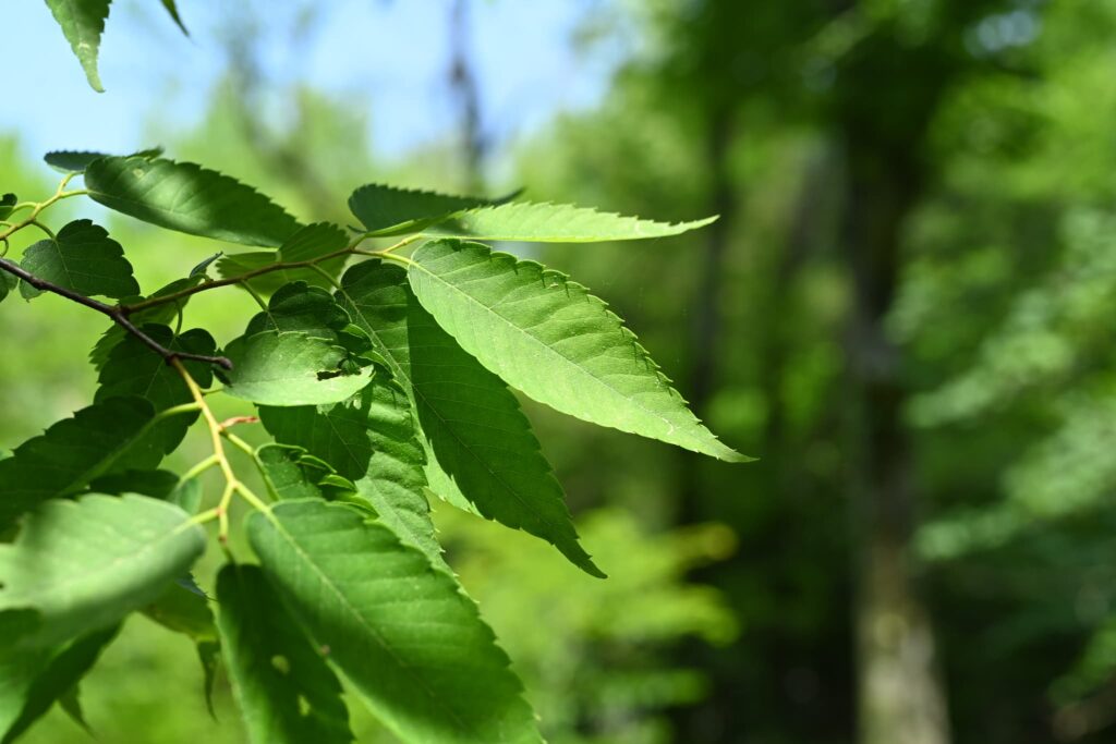 Japanese-Zelkova-Zelkova-serrata