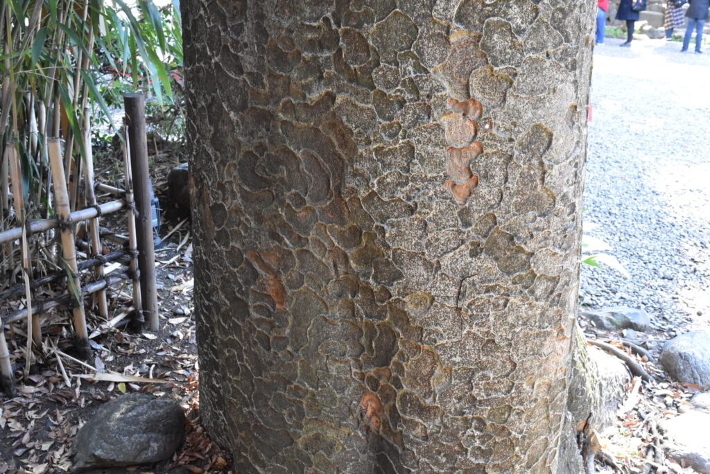 Japanese-Zelkova-Zelkova-serrata