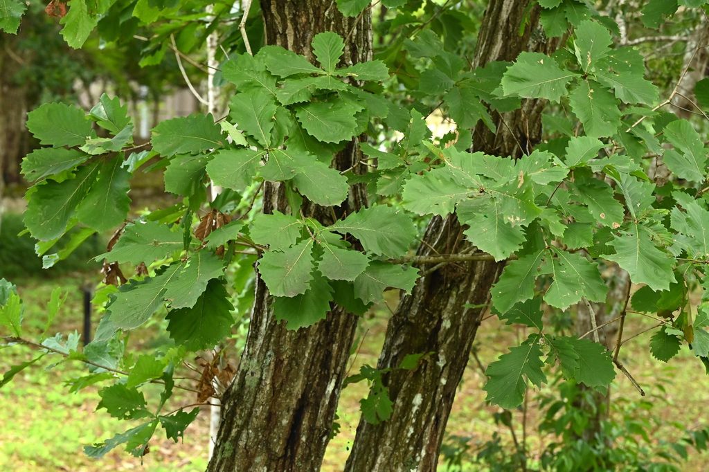 Kashiwa Oak leaves and acorns