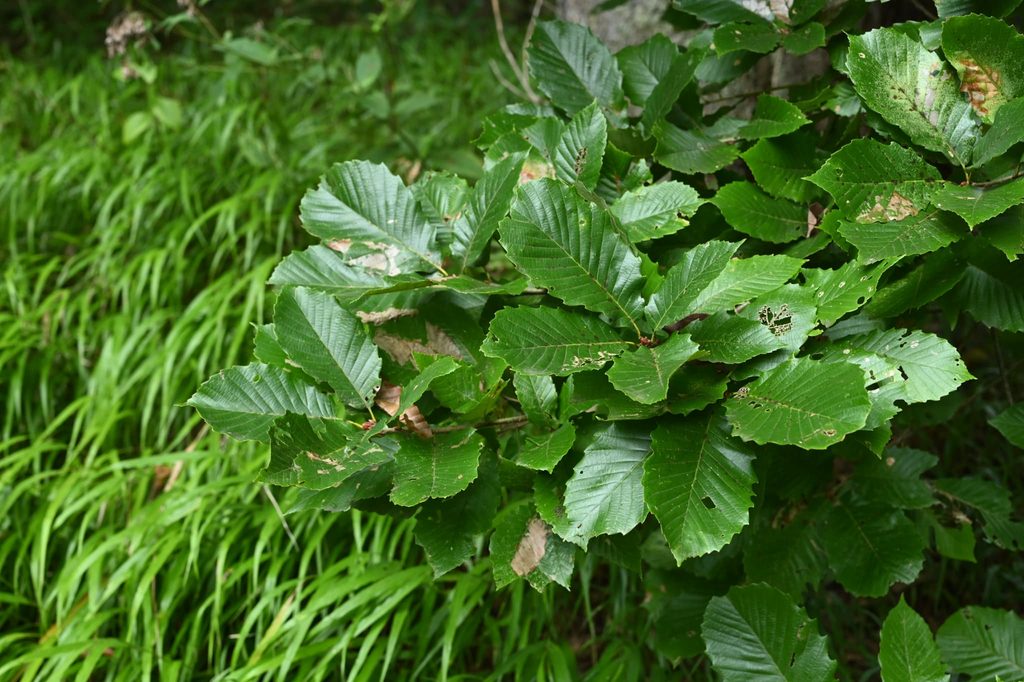 Kashiwa-Oak-Quercus-dentata
