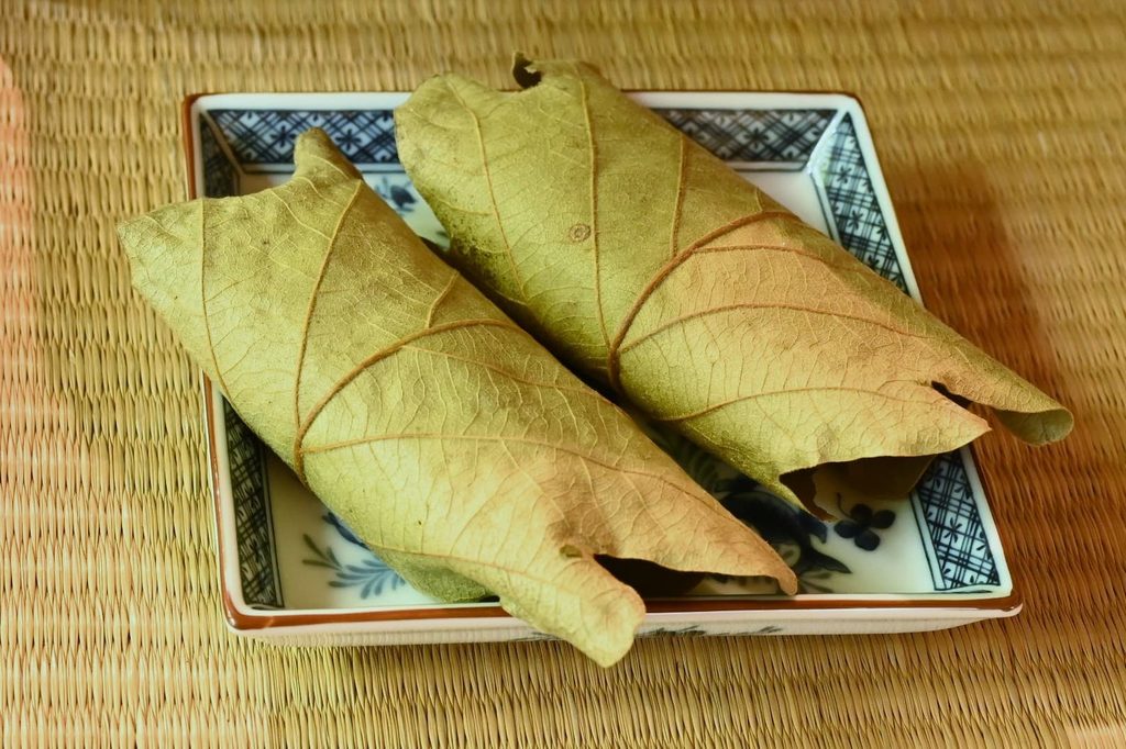 Kashiwa-Oak-Quercus-dentata